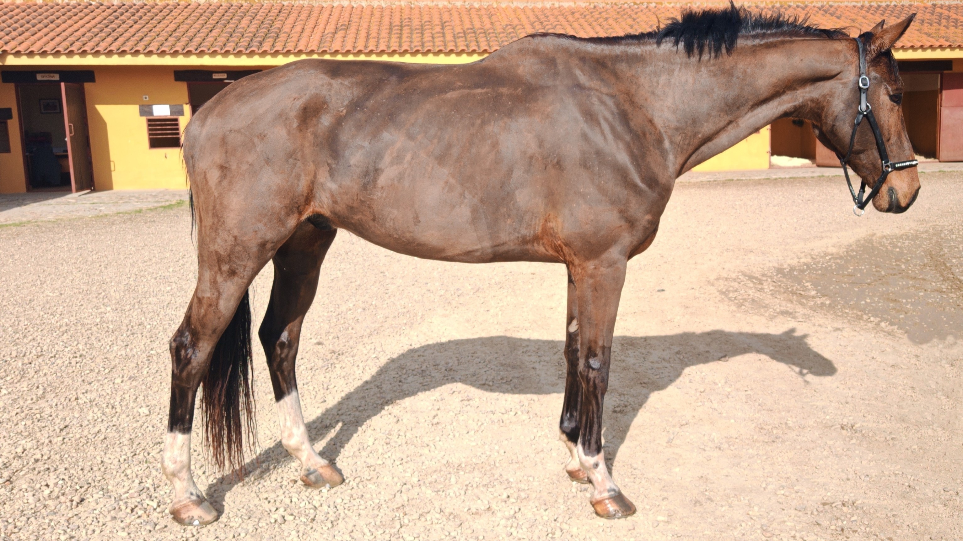 horse